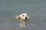 GOLDEN RETRIEVER 901